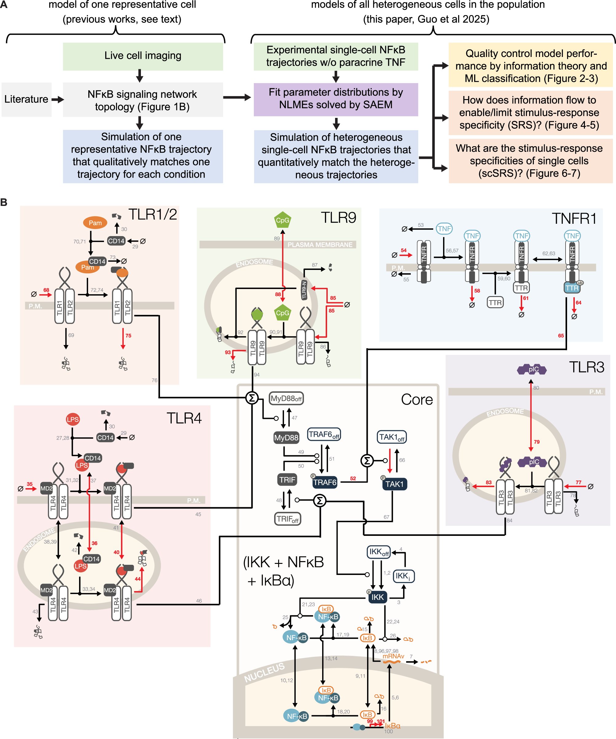 sgqcheng's tweet card. Nature Communications - To develop virtual cells, mathematical models must account for the heterogeneity of single cells. Here, authors develop virtual single cell NFκB signalling networks...
