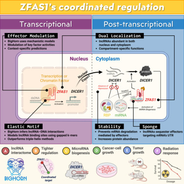 CellGenomics's tweet card. Long non-coding RNAs are abundant and dysregulated in cancers, but their functions are largely unknown. Chiu et al. developed intelligent methods to infer their function, revealing that these poorly...