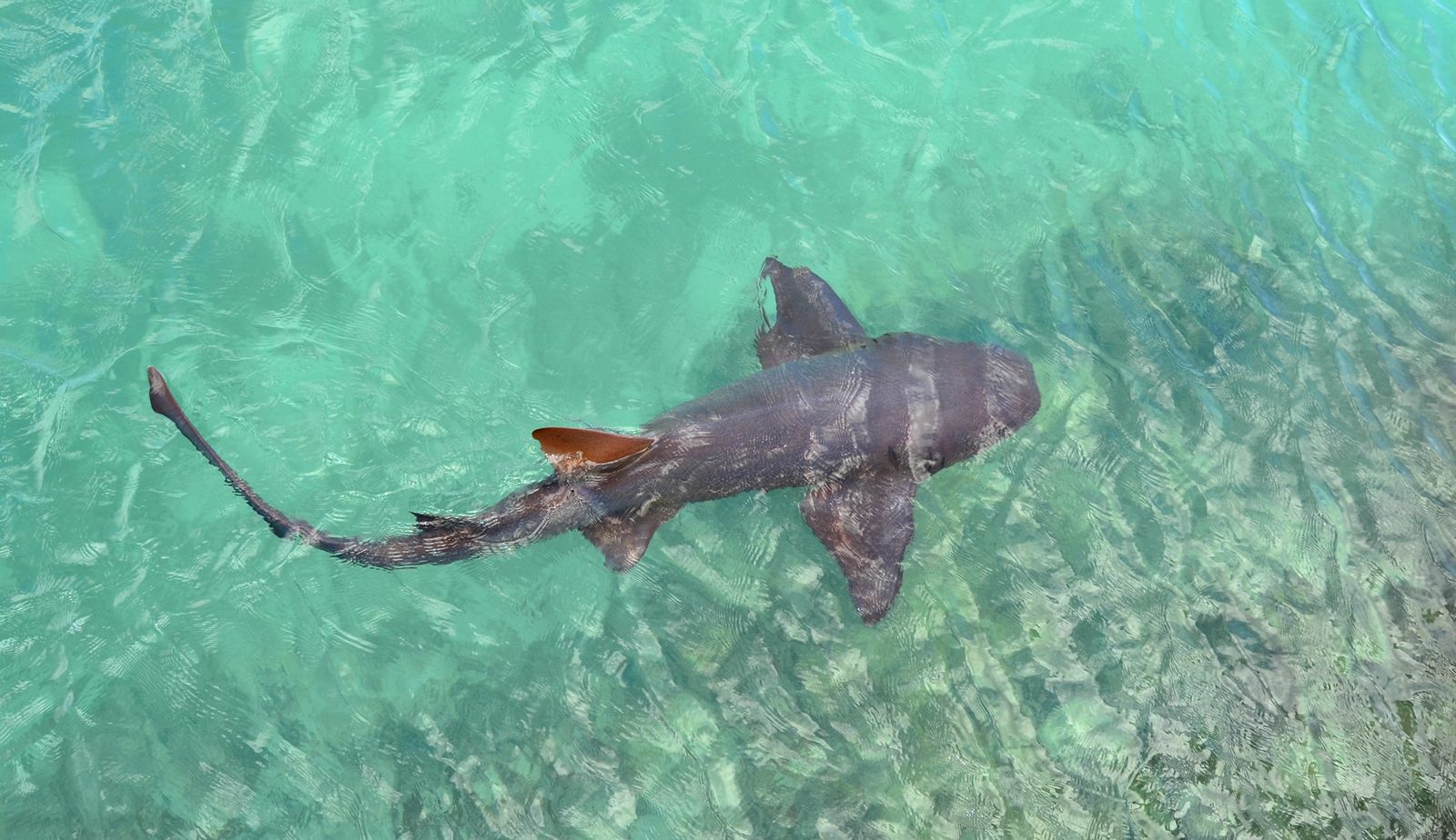 PADI's tweet card. According to different sources, including as bycatch, somewhere between 26 million and 100 million sharks are caught annually. Even the low end of that