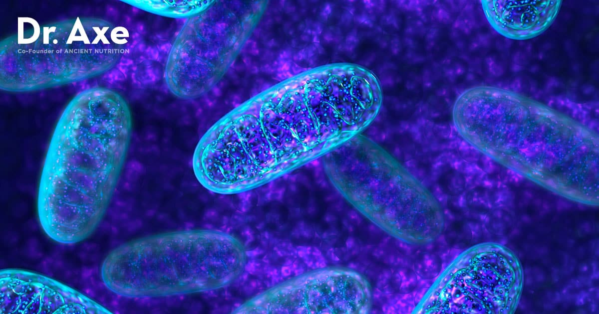the10senses's tweet card. Mitochondria sustain human life because they generate the energy that powers our cells. Here are 10 ways to boost our mitochondria.