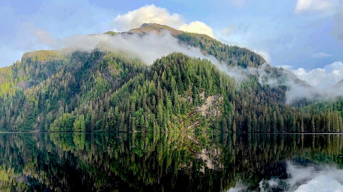 YaleE360's tweet card. Alaska’s Tongass is the world’s largest temperate rainforest and a sanctuary for wildlife. The Trump administration’s plan to rescind a rule banning roads in wild areas of national forests would open...