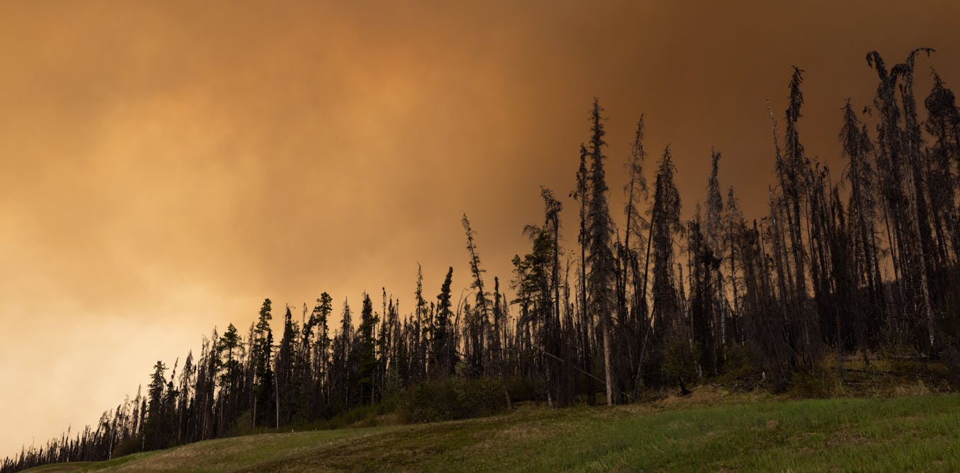 DCNSNeuro's tweet card. Wildfire smoke doesn’t just darken the skies — it harms the brain, especially in those most vulnerable.