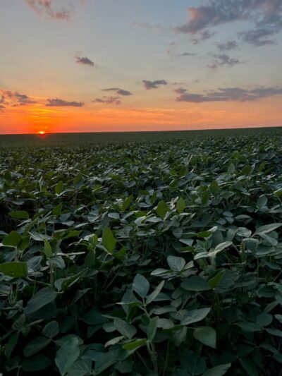 BRNAgNews_Carah's tweet card. An ag meteorologist warmer, drier conditions could challenge the U.S. soybean crop during pod fill in mid-to-late August. Drew Lerner with World Weather Incorporated says currently, the Central and...