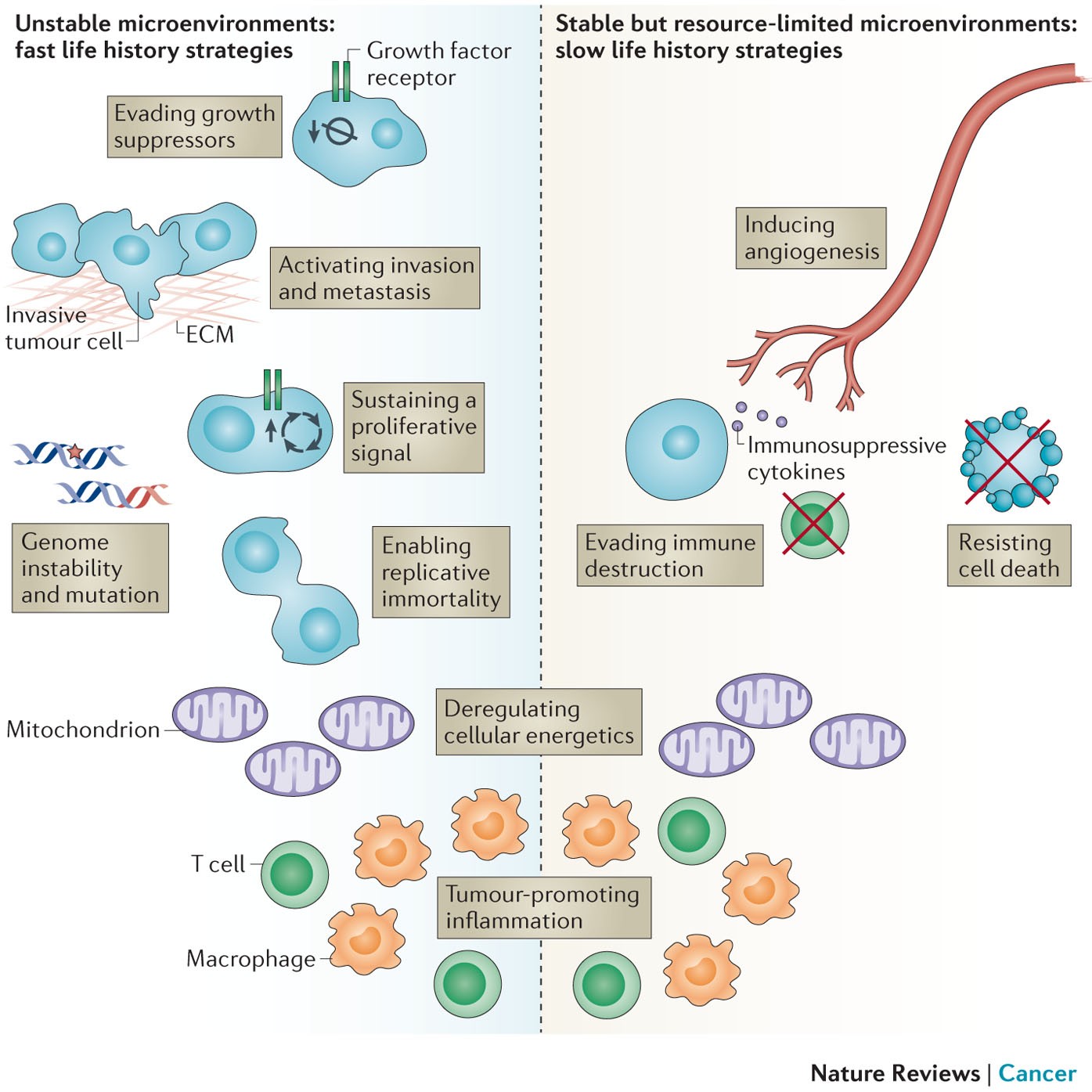 AthenaAktipis's tweet card. Nature Reviews Cancer - Evolutionary life history theory posits that some organisms reproduce rapidly whereas others invest more resources in survival. This framework might help us to understand...