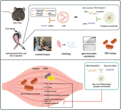 puigserver_lab's tweet card. This study presents a novel approach for treating Duchenne muscular dystrophy using mRNA encoding PGC-1α4. Nanomicelle-delivered Pgc-1α4 mRNA enhances muscle damage resistance and mitochondrial...
