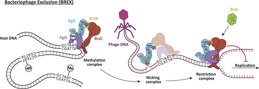 BlowerLab's tweet card. Abstract. BREX (Bacteriophage Exclusion) systems, identified through shared identity with Pgl (Phage Growth Limitation) systems, are a widespread, highly d