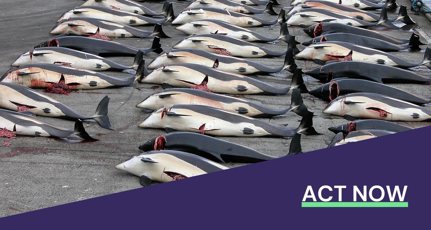mark_archer's tweet card. The UK government just signed a £5 million fishing deal with the Faroe Islands, where every year entire pods of dolphins — highly intelligent, social animals — get herded into shallow bays and