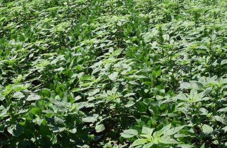 BRNAgNews_KH's tweet card. A south-central Kansas farmer says weed pressure is almost becoming unmanageable due to excessive rainfall. James Moreland grows wheat, corn and double crop soybeans along the Oklahoma border. “We...