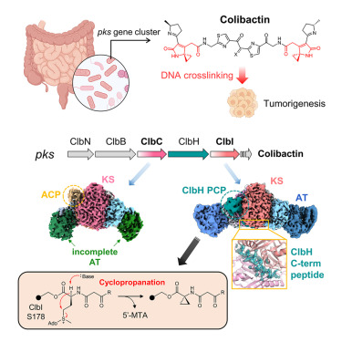 Structure_CP's tweet card. Colibactin is a human microbiome-derived genotoxin that promotes tumorigenesis. Kim, Kim, Lee present cryo-EM structures of the colibactin-biosynthetic polyketide synthases (PKSs), ClbC and ClbI. The...