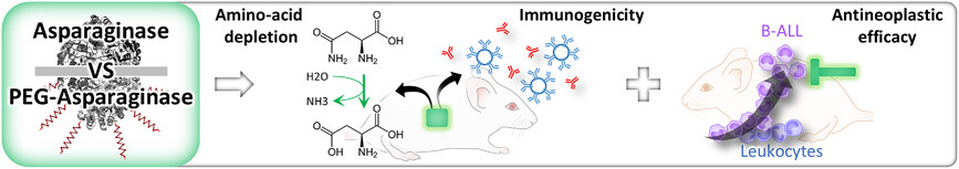 lux_jacques's tweet card. This work presents an integrated set of methods to evaluate the efficacy of asparaginase formulations against B-cell Acute Lymphoblastic Leukemia (ALL) in mice, including the establishment of an ALL...
