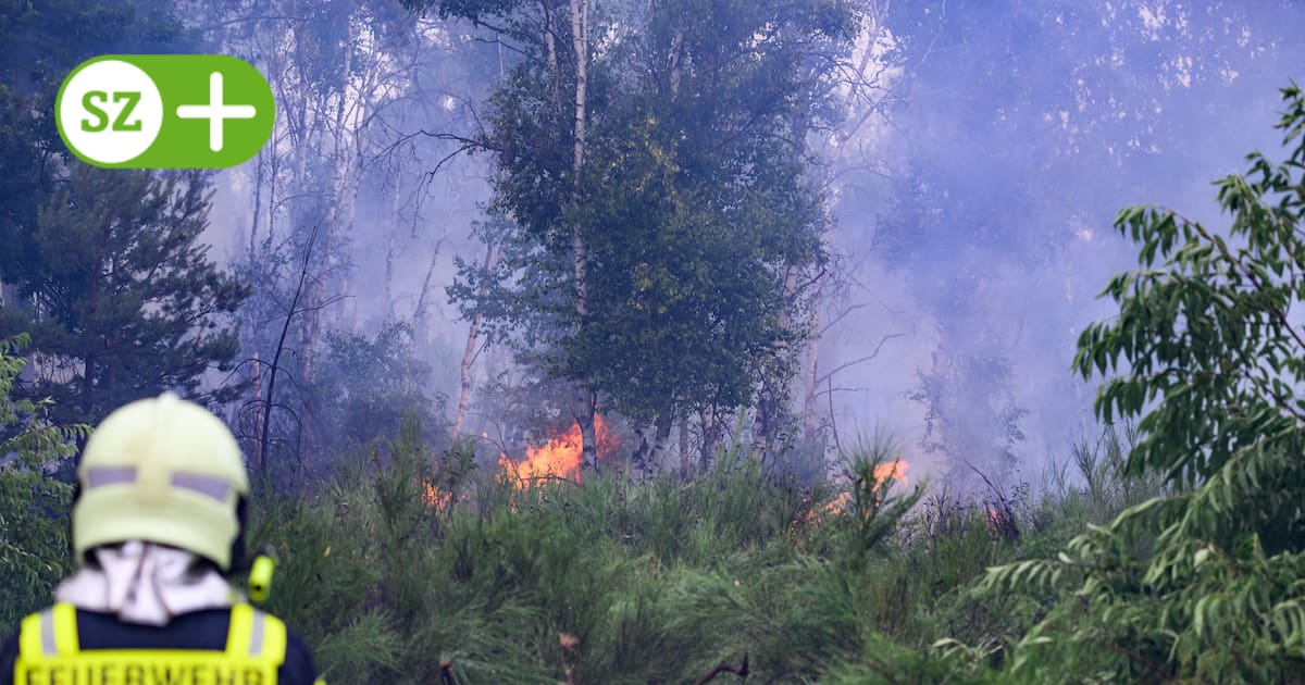 DoreenReinhard's tweet card. Sachsen hat den größten Waldbrand seit 30 Jahren erlebt, fast die ganze Gohrischheide bei Riesa wurde vernichtet. Was bedeutet das für die Natur? Und was ist bisher zur Ursache bekannt? Die wichtig...