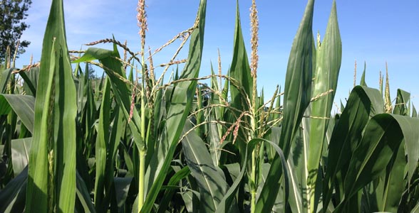 BRNAgNews_NH's tweet card. A southern Michigan farmer says the next month will be critical for row crop development. Hillsdale County farmer Scott Weldon tells Brownfield plant health has been good so far. “As a whole, even...