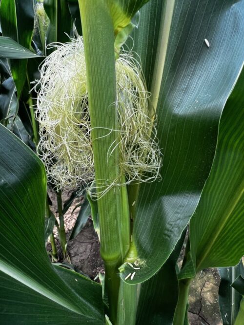 BRNAgNews_Carah's tweet card. A market analyst and farmer from central Illinois says conditions have been just right as corn pollination continues. “We’ve had warm days here, but at least we’re not in the 90s.” Matt Bennett tells...