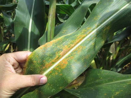 BRNAgNews_Carah's tweet card. A plant pathologist says farmers should be scouting for corn diseases in addition to tar spot as the weather shifts this week. Mandy Bish with University of Missouri Extension says gray leaf spot...