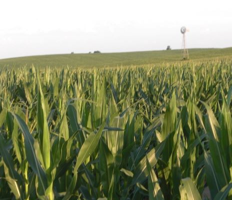 BRNAgNews_Mark's tweet card. Crop development varies across northern Iowa. Iowa State University Extension field agronomist Angie Rieck-Hinz says corn is in a lot of different stages. “We still have some really late vegetative...
