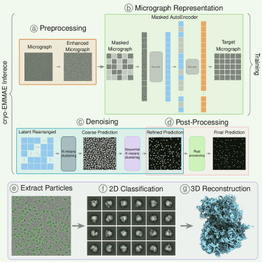 CellRepMethods's tweet card. Zamanos et al. introduce a self-supervised particle picking method for cryoelectron microscopy (cryo-EM) that overcomes the need for annotations. Leveraging masked autoencoders to learn micrograph...