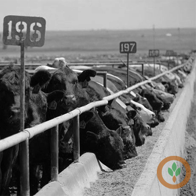 BRNAgNews_MG's tweet card. The cattle industry continues to look for signs of herd expansion.  But will this week’s reports from the USDA provide any answers? University of Kentucky livestock economist Kenny Burdine says this...