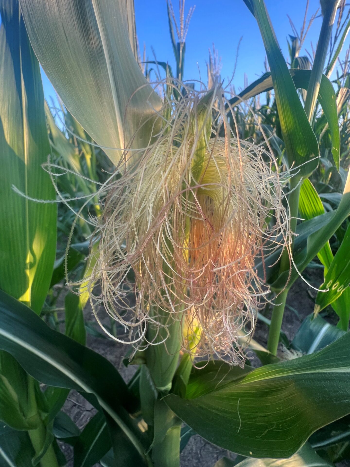 BRNAgNews_Larry's tweet card. Frequent light rains have been beneficial to crops in most areas of Wisconsin. Jonathan Gibbs farms in the Fox Lake area and is also the current President of the Wisconsin Soybean Marketing Board. He...