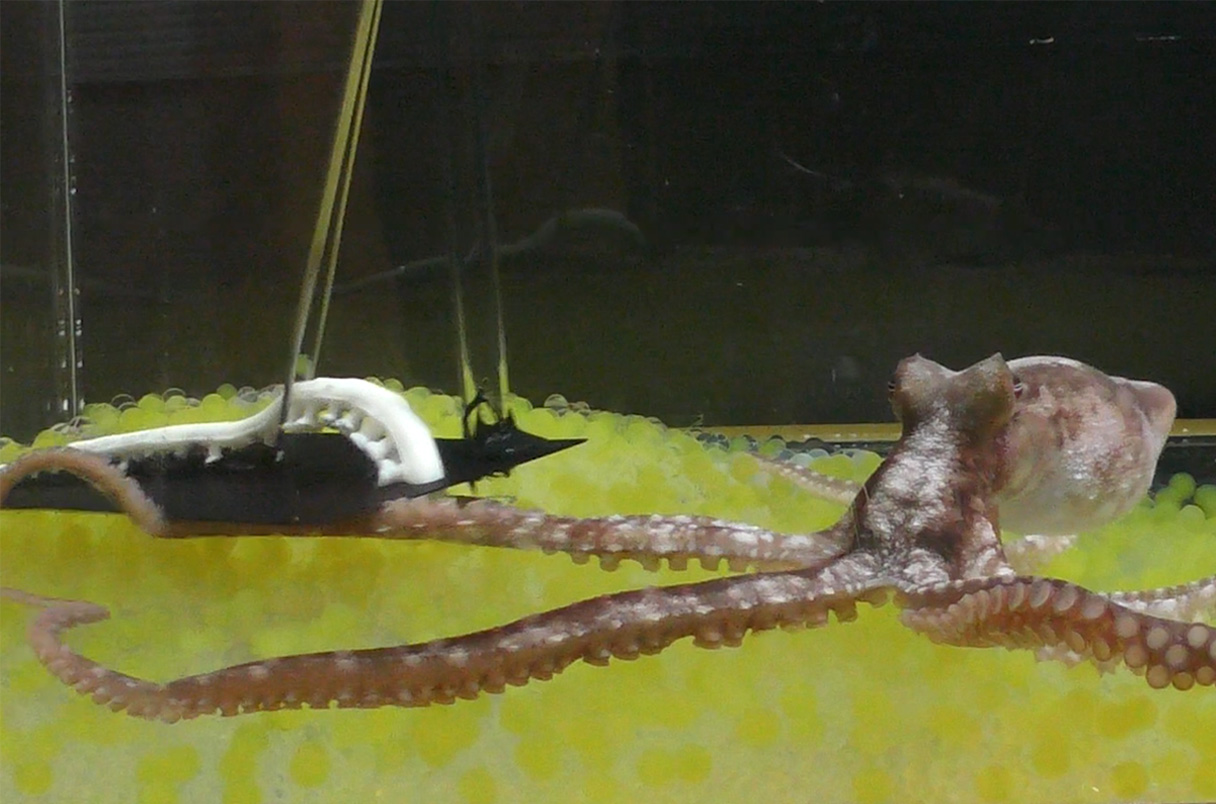 KiwiSoggy's tweet card. Experiment shows octopuses feel body ownership, a trait previously seen only in mammals