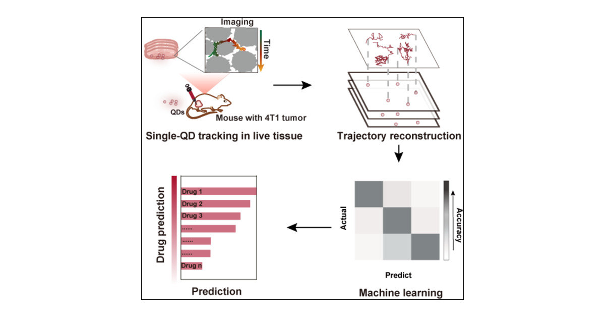 ML_Chem's tweet card. The tumor microenvironment plays a critical role in tumor progression and immune response, with the extracellular matrix (ECM) regulating immune cell infiltration. However, the interplay between ECM...