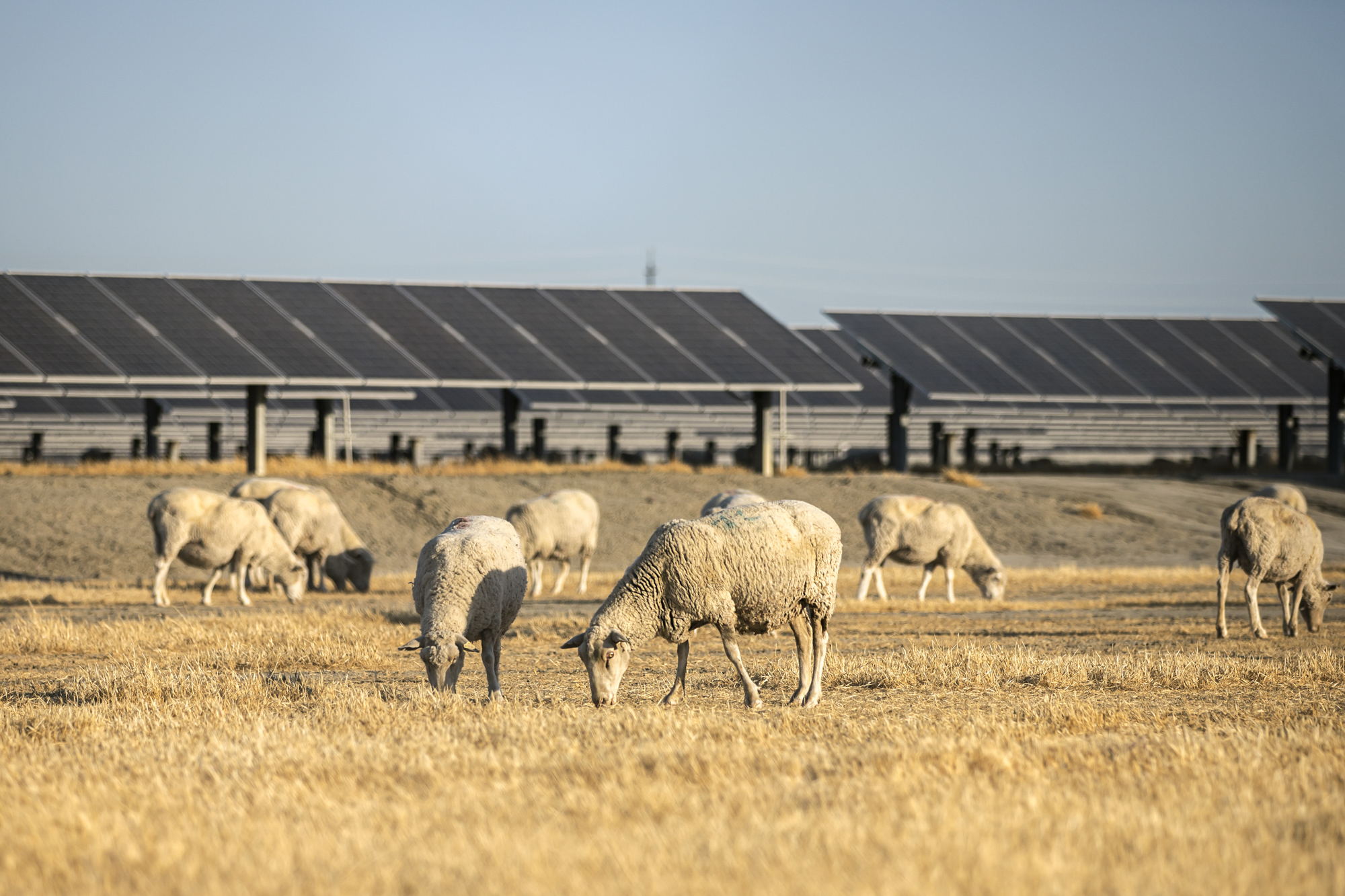 DanCALmatters's tweet card. A debate within California's agricultural sector simmers over what should happen as acreage devoted to crops and livestock shrinks.