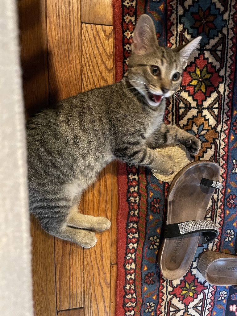 ninapaley's tweet card. Lola died June 30. My heart broke and I grieved, as did my surviving cat Momo. He stopped eating for a few days, making me think his own end was coming soon. He had already almost died this Spring —...