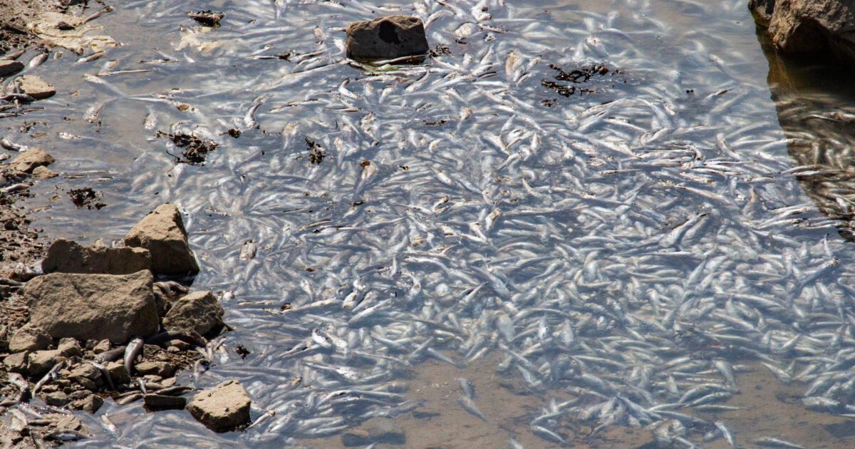 NunatsiaqNews's tweet card. A “die-off” of fish in Iqaluit is being investigated by the federal Department of Fisheries and Oceans.