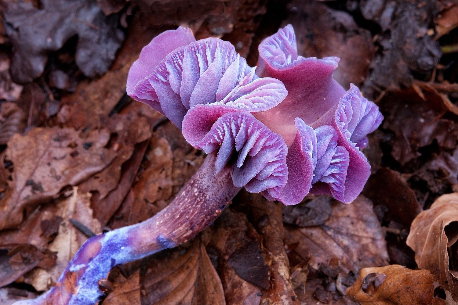 PlantEcoHutton's tweet card. The British Mycological Society is a Registered Charity open to all who are interested in supporting, promoting and learning about the exciting world of fungi.