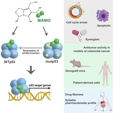 alberto_inga's tweet card. The activation of p53 is an encouraging anticancer strategy. Here, Ramos et al. present the compound MANIO, which selectively activates WTp53 and restores WT-like function to mutant p53. MANIO...
