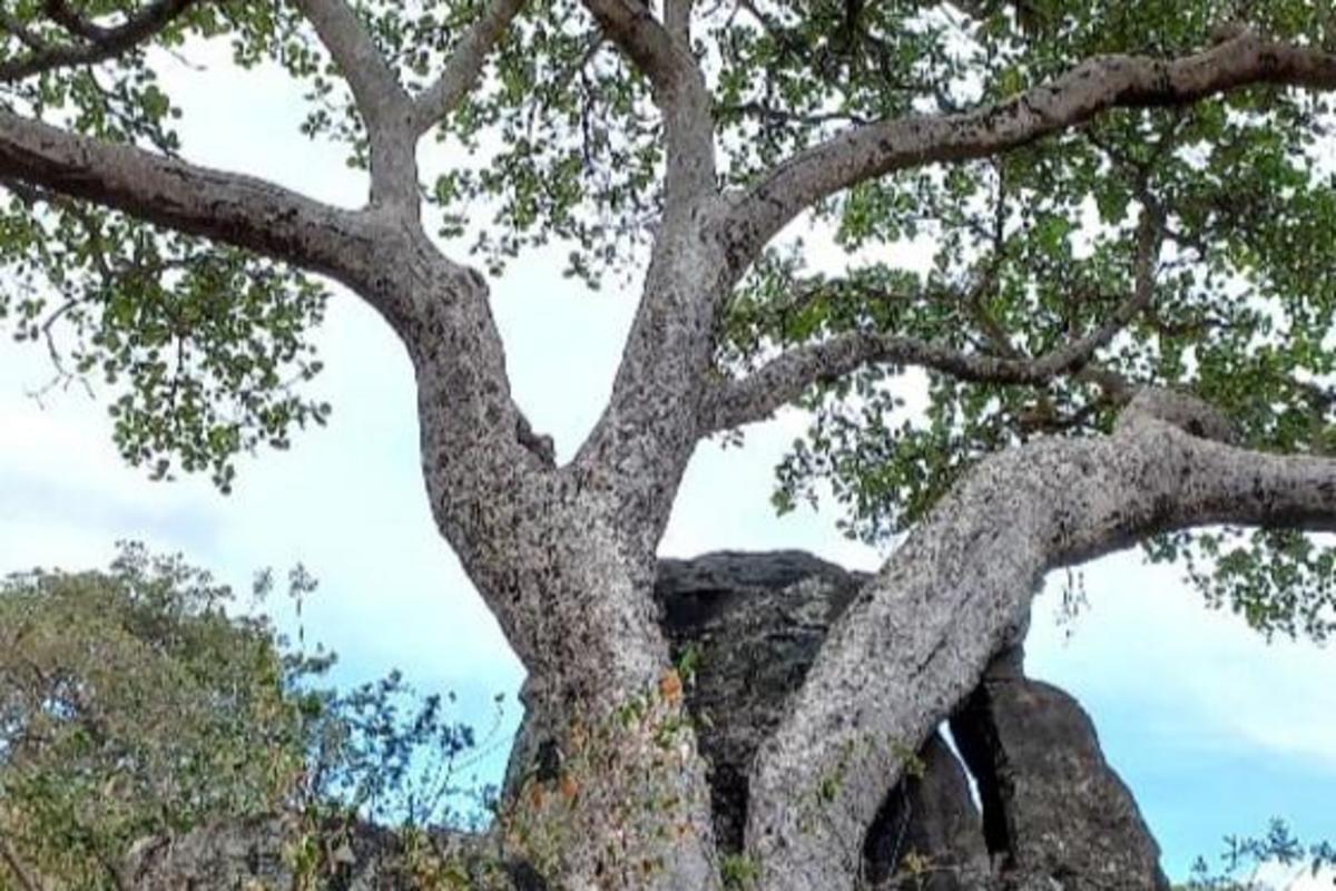wrathofgnon's tweet card. Learn about the ability of some fig trees to store atmospheric carbon dioxide and turn it into stone, a process that could push back against climate change.