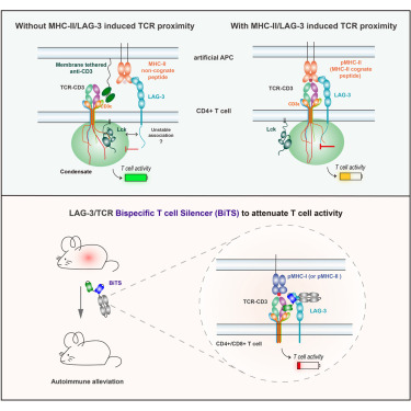 Zihai's tweet card. T cell receptor proximity plays a critical role in MHC class II-dependent LAG-3 suppression of CD4+ T cells, which disrupts the association of receptor components CD3ε/Lck inside the cell. A bispec...