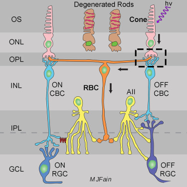 APSampath3's tweet card. Patients with retinal degeneration often progress slowly: the retina adapts to photoreceptor loss. Bonezzi et al. show that as rods die in mice lacking rhodopsin, rod bipolar cells reconnect to...