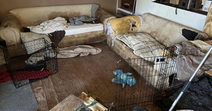 DenverGazette's tweet card. The Northglenn Police Department removed 103 dogs and cats from a home on July 16 after reports of animal abuse and unsanitary conditions.