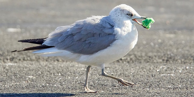 audubonsociety's tweet card. A community science project examines how gull diets are shifting amid population declines.