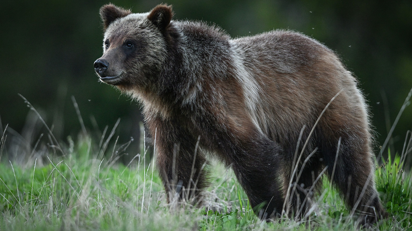 daily_cowboy's tweet card. Rumors started flying online Sunday that Grizzly 399’s final cub, Spirit, has been found alive and identified through DNA. Wyoming wildlife officials say…