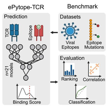 CellGenomics's tweet card. Drost et al. present ePytope-TCR, a unified framework of binding predictors for T cell receptors toward disease-derived epitopes. A comparative benchmark reveals biases and shortcomings of these...