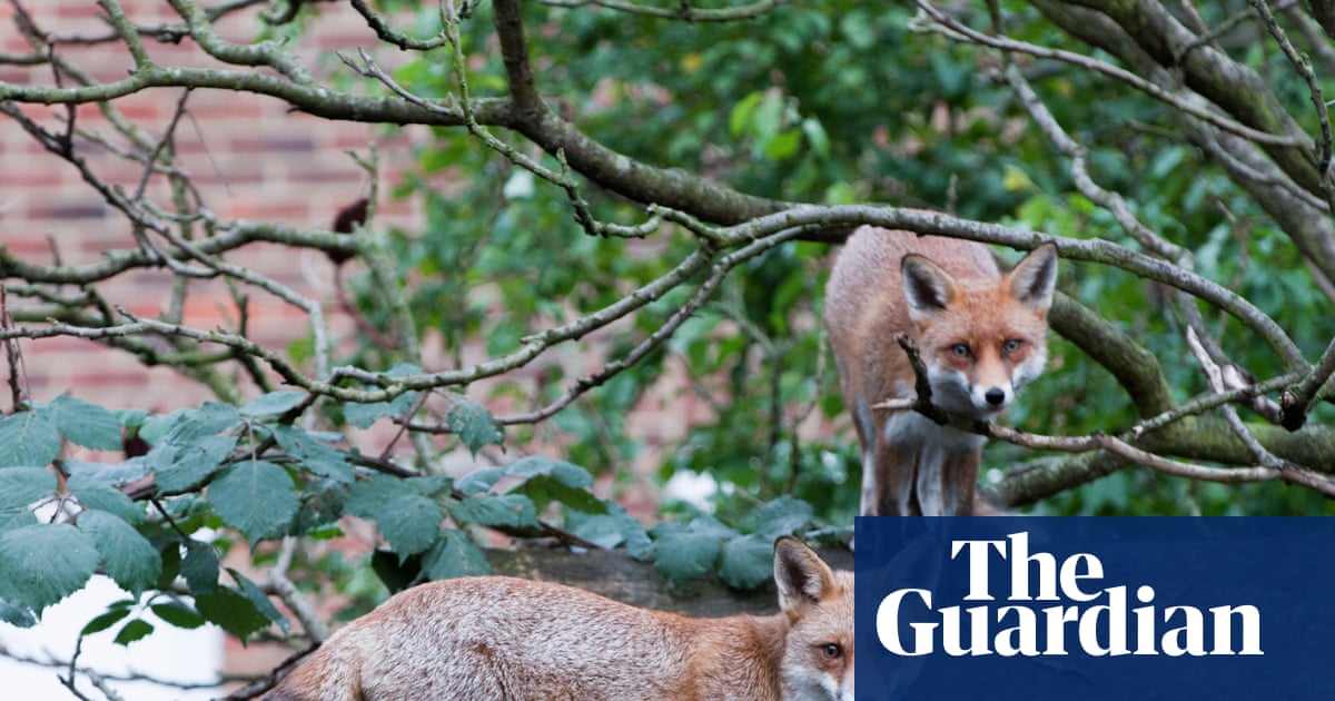 alexhouen's tweet card. Foxes have ‘begun to dig burrows’ in soil of rooftop garden at the as yet unopened King’s Cross headquarters