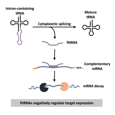 OSU_RNA's tweet card. Nostramo et al. demonstrate that free introns of tRNAs (fitRNAs) are a previously unknown class of small noncoding regulatory RNAs that bind to complementary sequences on mRNA ORFs, leading to decay....
