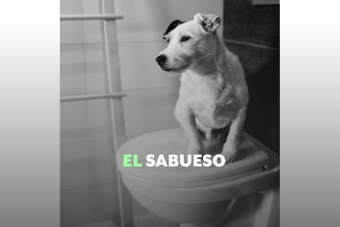 ElSabuesoAP's tweet card. ¿La popó de tu perro sirve como abono? ¡Falso! Te explicamos cómo tirar sus heces para no dañar al...
