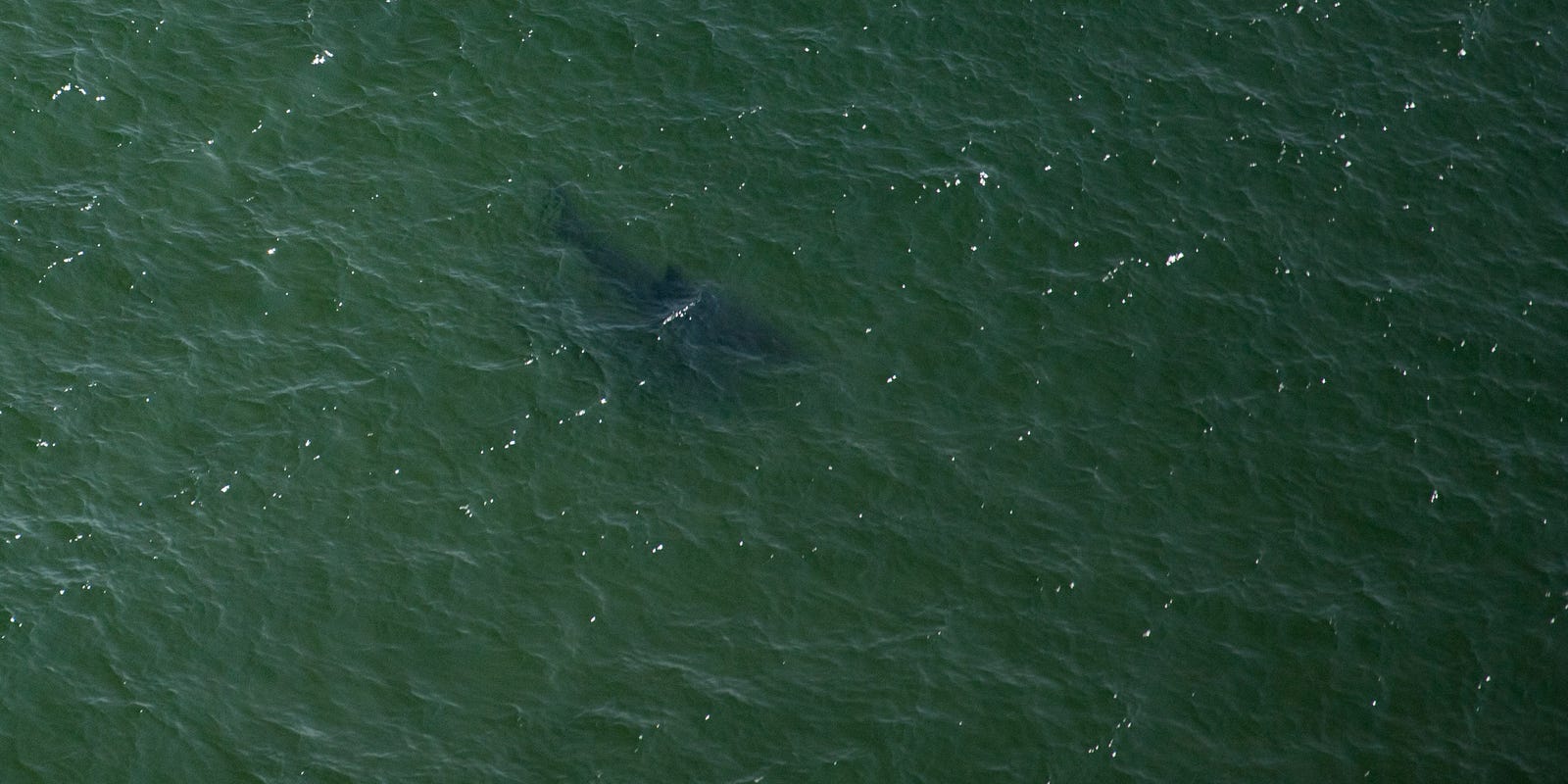 AUG_Chronicle's tweet card. The largest great white shark tagged by a marine research group in the Atlantic Ocean resurfaced off the coast of Massachusetts this week.