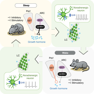 bsrlaboratory's tweet card. The increase in growth hormone release during sleep is driven by sleep-wake-dependent activity of stimulatory GHRH neurons and inhibitory SST neurons in the hypothalamus. The released growth hormone...