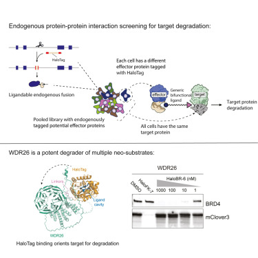 ophirshalem's tweet card. Serebrenik et al. develop a method for pooled induction of ectopic protein-protein interactions by combining gene tagging using a ligand-binding domain with generic heterobifunctional small molecul...
