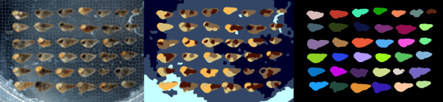 marcoscotti78's tweet card. Post provided by Liam MacNeil Collecting data from thousands of biological specimens can reveal wide scale patterns, however, doing this manually is time intensive. In this blog post, Liam MacNeil …