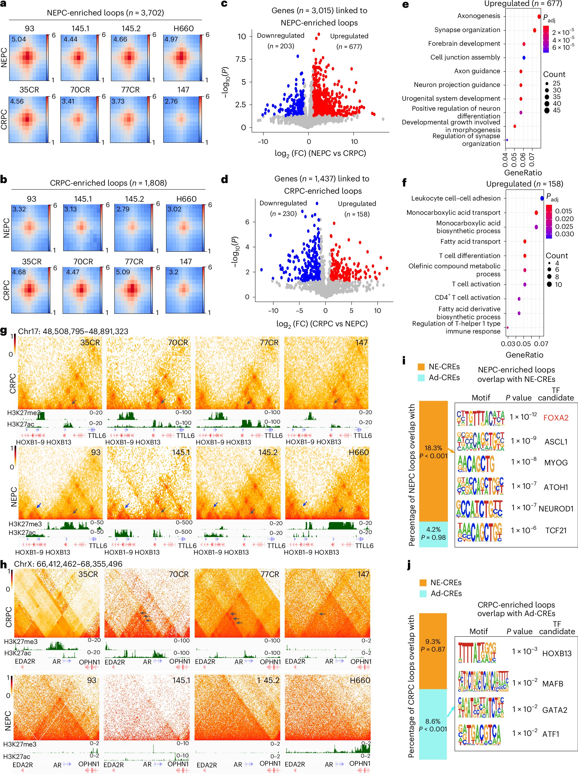 PathologyPat's tweet card. Nature Genetics - Single-cell RNA and assay for transposase-accessible chromatin sequencing in isogenic prostate adenocarcinoma cells undergoing neuroendocrine transition identify dynamic changes...