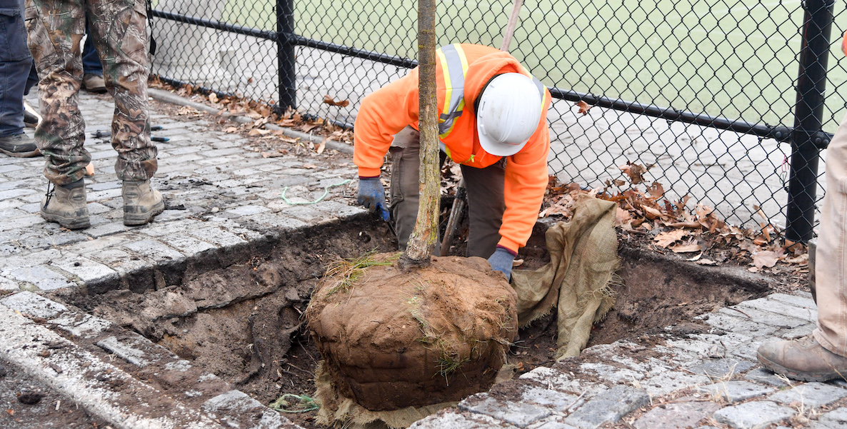 thephilacitizen's tweet card. The City’s ambitious Tree Plan will need an all-out effort to accomplish. Here, some ideas we could steal from elsewhere
