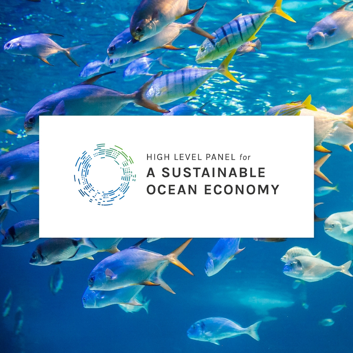 uvaevsc's tweet card. Launched on June 4, 2025, at the One Ocean Science Congress in Nice, France, ahead of the United Nations Ocean Conference, this Blue Paper was