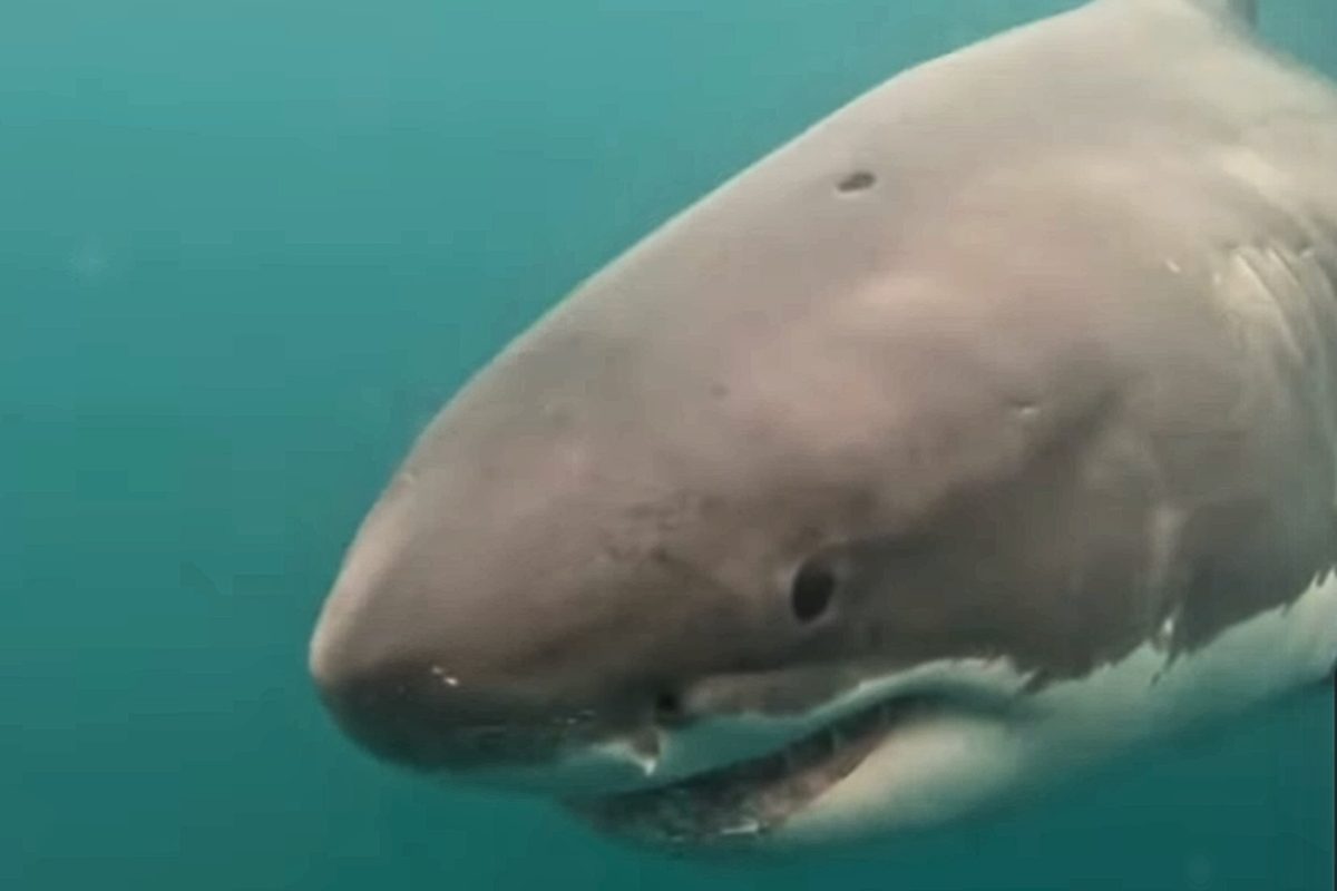 cleaquarium's tweet card. The strange-looking wound was made by another predator, say experts from the California White Shark Project.