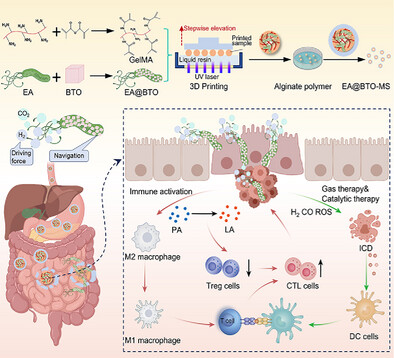 nanomotorupdate's tweet card. This study presents an innovative oral drug delivery system using piezoelectric BaTiO₃ nanoparticles on Enterobacter aerogenes microrobots encapsulated in enteric microcapsules. These microrobots...