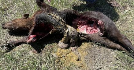 DenverGazette's tweet card. The ending to last Friday's meeting of the Colorado Parks and Wildlife Commission came with news of yet another wolf killing.