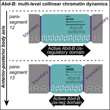 LauraMoniot's tweet card. Moniot-Perron et al. determine gene-regulatory hierarchies for the Abd-B Drosophila Hox gene. Boundary elements are essential to separate cis-regulatory regions, allowing differential 3D chromatin...